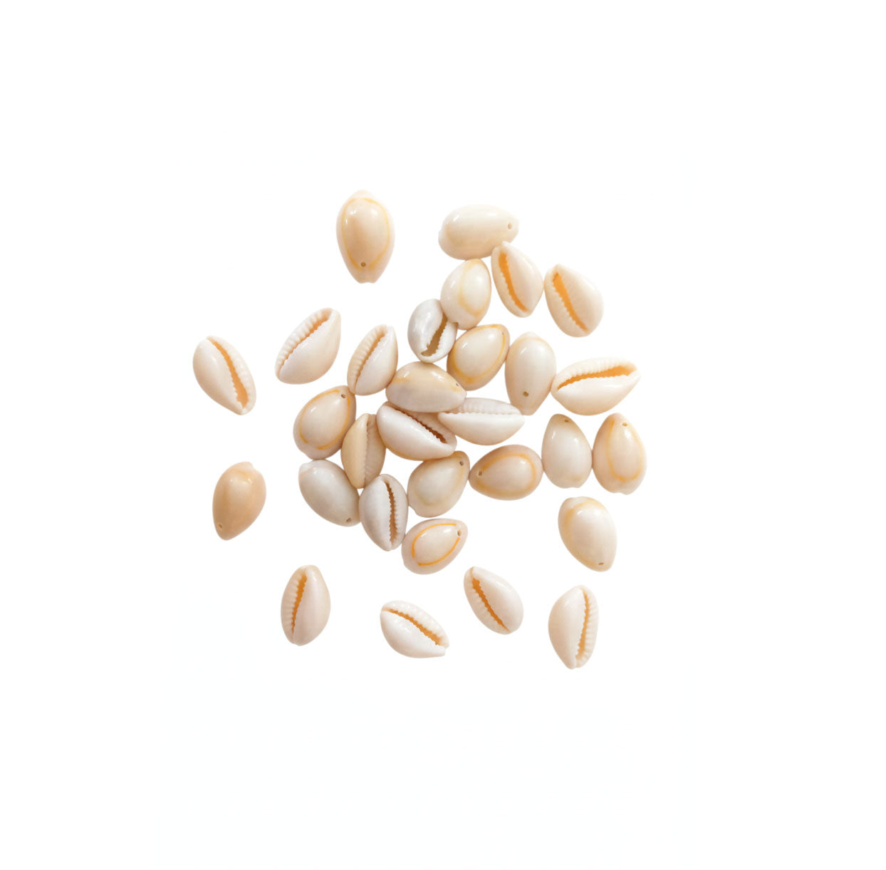 Cuentas Conchas Naturales con Perforación