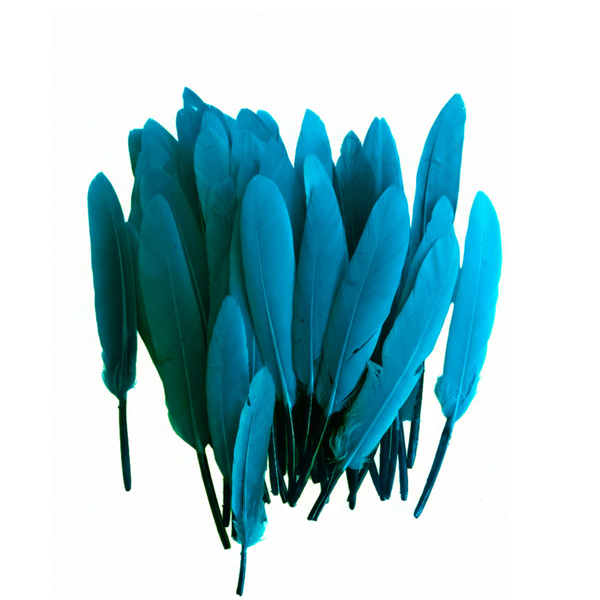 Plumas Calipso 10-15 cms 50 uds