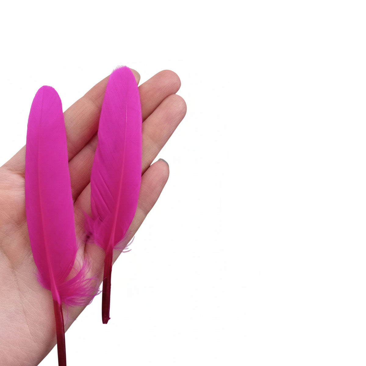 plumas fucsia chile
