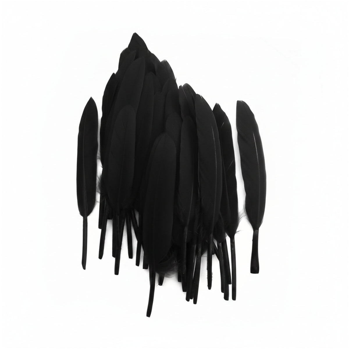 Plumas Negro 10-15 cms 50 uds